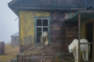 分辨不出是現實還是夢境！俄羅斯最狂攝影師登上「荒廢小島」與北極熊照相，拍下一張又一張「脫離現實的夢幻作品」！