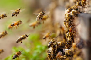 對抗虎頭蜂入侵！研究首發現蜜蜂受威脅時會「發出刺耳尖叫」警告同伴