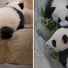 旅法熊貓雙胞胎首次亮相！園區內好奇探險「屁顛爬岩石」呆萌模樣超療癒