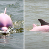 少女心大爆發！罕見「粉紅色海豚」帶寶寶現身海面遊客驚呼：好夢幻～