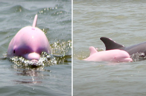 少女心大爆發！罕見「粉紅色海豚」帶寶寶現身海面遊客驚呼：好夢幻～