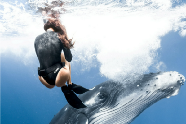 外國網友的超狂體驗！情侶潛水遇上「座頭鯨寶寶」攪局，牠「旋轉跳躍」以舞姿告訴人類說：初次見面，請多指教！ 