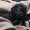 猩猩大家庭傳出喜訊啦！克利夫蘭動物園向民眾分享139年以來第一次在本園出生的第一隻小猩猩！