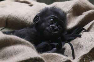 猩猩大家庭傳出喜訊啦！克利夫蘭動物園向民眾分享139年以來第一次在本園出生的第一隻小猩猩！