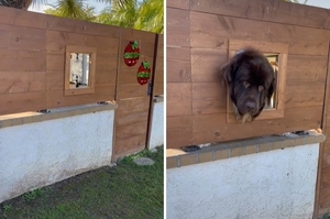 鄰居小孩搶著摸！巨大紐芬蘭犬微笑站柵欄小窗戶：「摸到滿意才給走喔」