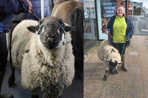 英國實行「清潔空氣區」計劃，無辜綿羊和小馬抗議：「免費搭車可以嗎？」