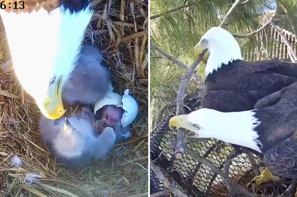 白頭海鵰夫妻建立家庭！罕見「孵化三顆蛋」老么隔五天才出生園方憂：可能會被欺負