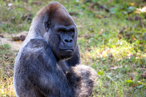 好難過！去年曾染疫康復，世界最年長雄猩猩「奧茲」不幸去世享年61歲