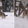 雪地裡自嗨！狗狗用可愛手手「賣力滾雪球」越堆越大：偶要做一隻同伴～