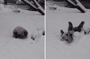 雪地上有一顆「芝麻湯圓」！貓熊寶寶開心翻滾倒栽蔥「用肚皮滑雪」萌翻