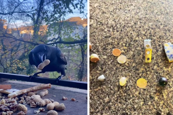 女子與烏鴉成為好友，為表示感謝烏鴉為女子「留下了各式各樣小寶物」以感謝女子對自己的照顧！