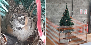 拆除聖誕樹中！驚見鳥媽媽淡定「築巢下蛋」公司員工幫設防護網：請安心住下來～