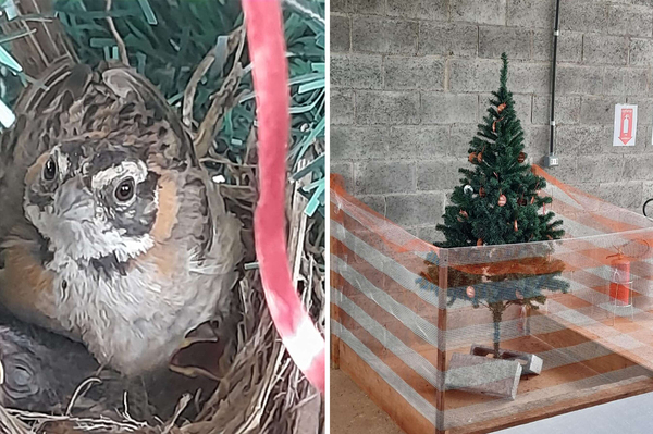 拆除聖誕樹中！驚見鳥媽媽淡定「築巢下蛋」公司員工幫設防護網：請安心住下來～