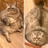 世界頂級胖貓！俄羅斯貓咪胖成一團肉球，鏟屎官喊冤：「已經在積極減肥」