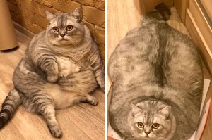 世界頂級胖貓！俄羅斯貓咪胖成一團肉球，鏟屎官喊冤：「已經在積極減肥」
