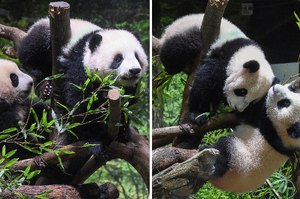 上野動物園「雙胞胎熊貓寶寶」首次亮相！千人抽籤「爭相入園」每人僅限看1分鐘