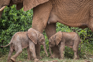 出生率只有1%！肯亞罕見「龍鳳胎小象」誕生緊跟媽身邊萌翻研究員：要健康長大～