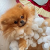 白色寄生獸！博美在屋外遭雪「吞噬侵身」，化身成為「狗狗棉花糖」，網友表示：趕快拿去解凍！