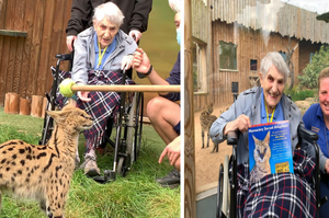 100歲的愛貓老婦人一生的志向是「親眼目睹藪貓」，動物園得知消息後大方表示：婆婆快來，我們幫你圓夢！