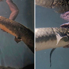全球最老觀賞魚！高齡90歲澳洲肺魚喜歡被「摸肚抓背」生物學家笑：像水裡的小狗～