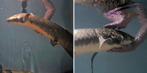 全球最老觀賞魚！高齡90歲澳洲肺魚喜歡被「摸肚抓背」生物學家笑：像水裡的小狗～