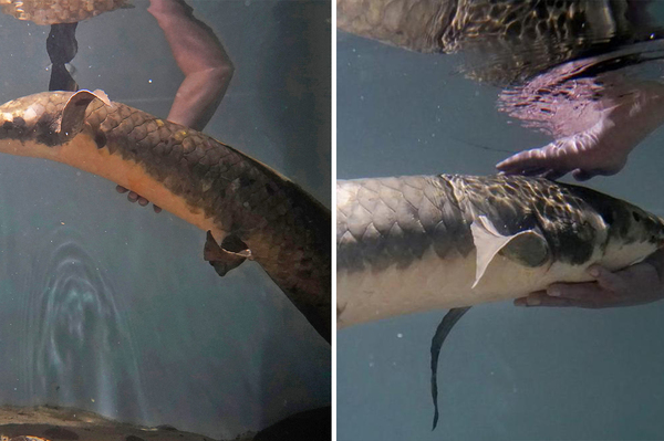 全球最老觀賞魚！高齡90歲澳洲肺魚喜歡被「摸肚抓背」生物學家笑：像水裡的小狗～