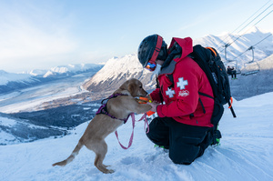 金毛小伙來救援！小小黃金獵犬訓練成為「阿拉斯加雪崩救援犬」，網友表示：想被牠救！