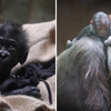 猩猩寶寶早產出生時僅1.4公斤！園區最資深母猩猩「主動當保姆」細心照顧：交給我吧～