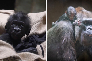 猩猩寶寶早產出生時僅1.4公斤！園區最資深母猩猩「主動當保姆」細心照顧：交給我吧～