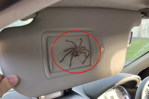 當車主初見車上巨蛛嚇傻，誰知巨蛛暖心提醒：小心駕駛，握好方向盤！
