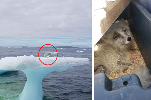 北極狐的孤島驚魂！捕蟹船緩緩經過小冰山，船長驚訝表示：怎麼上面有隻小狐狸？