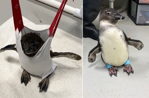 殘疾小企鵝坐「專屬彈跳椅」擔任「水族館大使」受小孩喜愛