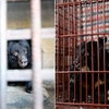 太殘忍！囚禁17年被取膽汁越南9隻黑熊「重見曙光」搬新家
