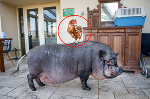 母雞與豬豬成為好友過程全公佈！跨物種的友誼居然是從「踩背」而來？