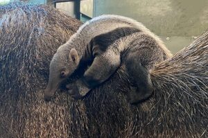 英格蘭動物園於2月14日歡慶85年來第一隻「巨型食蟻獸幼崽」，網友表示：最棒的情人節大禮！