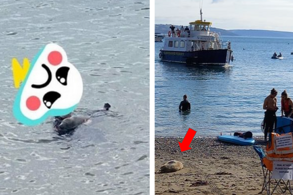缺德游泳者「熊抱」野生海豹惹眾怒，在地人表示：擔心海豹生氣氣搬家遠離我們！