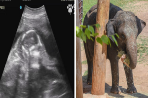 一張超音波照片掀起熱度！俄克拉荷馬城動物園慶祝亞洲象「拉瑪」誕生！
