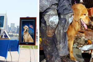4位參與911救援行動的狗狗英雄，各個懷著必死的決心將人類從水深火熱裡拯救出來！