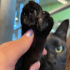 堪薩斯州救援貓用額外的腳掌「統治世界」，被譽為擁有「幸運腳掌」也因此找了永遠的家！