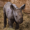 於捷克動物園出生的「瀕臨滅絕小犀牛」被命名為「基輔」，以紀念「在烏克蘭抗戰的英雄」！