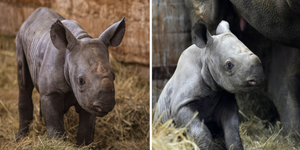 於捷克動物園出生的「瀕臨滅絕小犀牛」被命名為「基輔」，以紀念「在烏克蘭抗戰的英雄」！