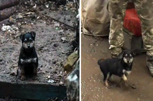 被烏克蘭士兵救出的毛孩成為「值得信賴的小小軍犬」，為沮喪士兵「鼓舞軍心 」！