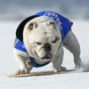 大膽想法！如果將冬奧選手「全部換成汪星人參賽」，究竟什麼犬種能奪得最多的冠軍頭銜呢？