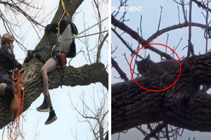 少年爬樹救貓卻被繩索纏身無法逃脫，此時喵星人居然在一旁「嘲笑被困的少年」？ 