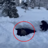 雪地摩托車手發現「被困在層層雪中的駝鹿」，花上好幾個小時才將牠救出脫離險境！