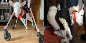 殘疾羔羊獲贈「客制化輪椅」，幫助牠重新獲得「行走的自由」！