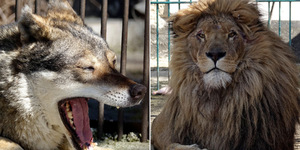 逃出烏克蘭！動保團體為了動物園裡的「獅子與狼」迅速安排「逃亡路線」，將動物遣送至羅馬尼亞避難！