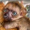 佛羅里達動物園迎接一隻「瀕臨滅絕的藍眼黑狐猴寶寶」，園方表示：偶們真的欣慰又開心！