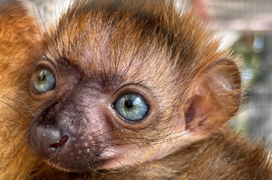 佛羅里達動物園迎接一隻「瀕臨滅絕的藍眼黑狐猴寶寶」，園方表示：偶們真的欣慰又開心！