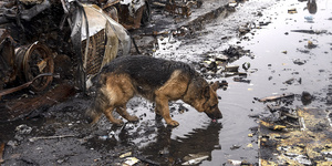 不是所有動物收容中心都順利撤退！烏克蘭一所動物收容中心被發現「超過300隻汪星人因無人照顧而死亡」！
